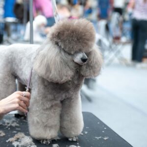 Competitive Dog Grooming (United States)