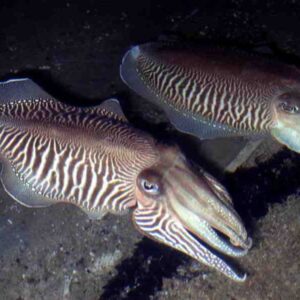 Cuttlefish (Sepia spp.)