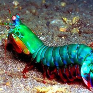 Mantis Shrimp (Stomatopoda)
