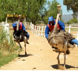 Ostrich Racing (South Africa)
