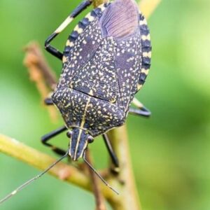 Stink Bugs - Africa, Asia, and South America