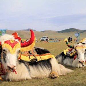 The Yak Festival in Mongolia