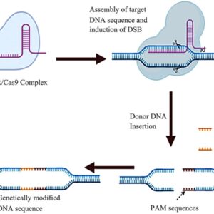 CRISPR-Cas9 Advancements: Precision Gene Editing Reaches New Heights