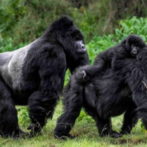 Gorilla Doctors: Mountain Gorilla Health