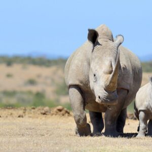International Rhino Foundation: Rhino Conservation