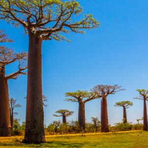 Madagascar: Biodiversity Hotspot
