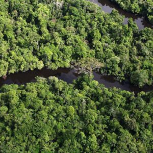 Rainforest Foundation: Amazon Rainforest Conservation