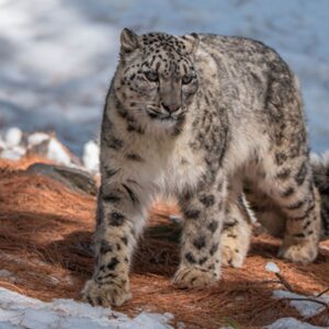 Snow Leopard Trust: Snow Leopard Conservation