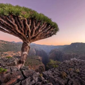 Socotra, Yemen: The Alien-Like Island